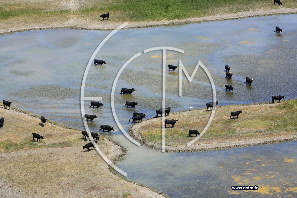 Photo arienne de Camargue taureaux