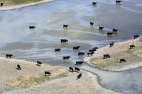 30000 Camargue - photo - Camargue Taureaux